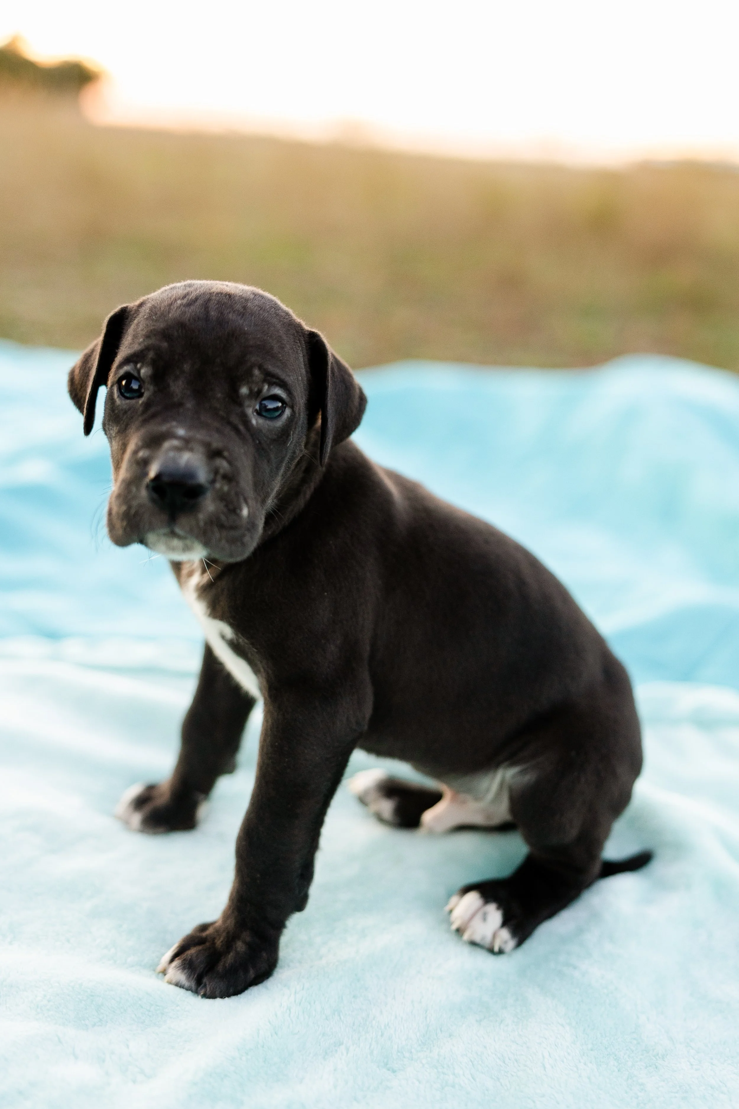 Dane Puppy Mastiff Great Dane Lab Mix Dane Mastiff Mix Puppy Great
